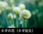 ネギの花（ネギ坊主）1