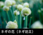 ネギの花（ネギ坊主）2