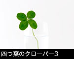 四つ葉のクローバー3