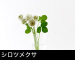 シロツメクサ