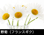 野菊（フランスギク）1