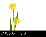 ノハナショウブ