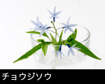 チョウジソウ