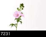 ピンクの花1