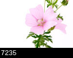 ピンクの花2