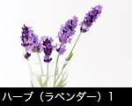 ハーブ（ラベンダー）1