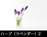 ハーブ（ラベンダー）2