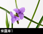紫露草1