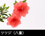 ツツジ（八重）