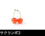 サクランボ3