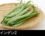 インゲンザル