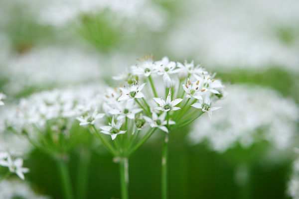 ニラの花 画像 無料写真素材 フリー