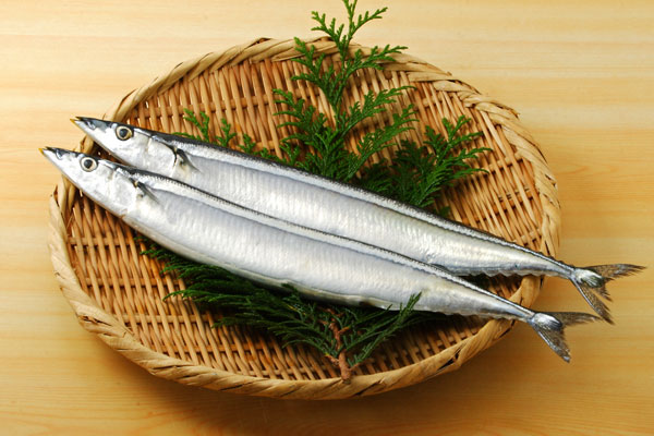 サンマ 生魚 画像1 無料写真素材