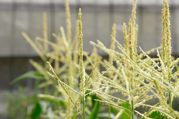 トウモロコシの花 画像 無料写真素材 フリー