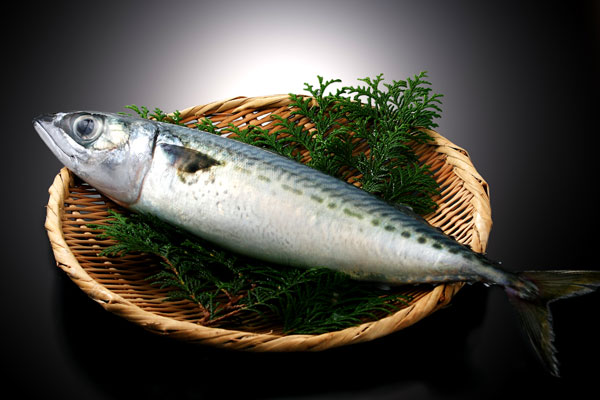 鯖（サバ）生魚 画像 無料写真素材 フリー