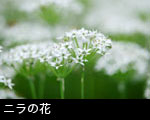 ニラの花