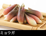 ミョウガ  
