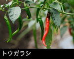 トウガラシ
