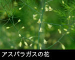 アスパラガスの花