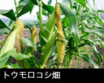 トウモロコシ畑