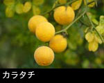 カラタチ