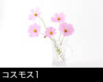 コスモス1