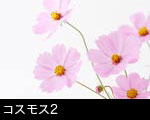 コスモス2