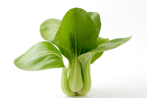チンゲンサイ 野菜 無料写真素材