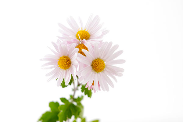 薄いピンクの小菊　画像　秋のイメージ　無料写真素材 