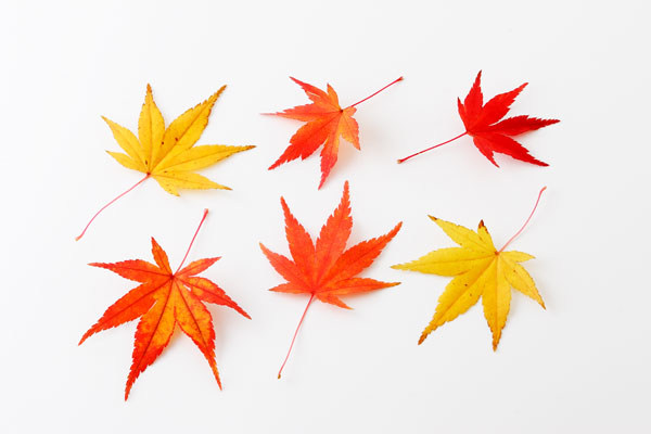 紅葉した赤いモミジ　白バック切り抜き用　画像1　無料写真素材