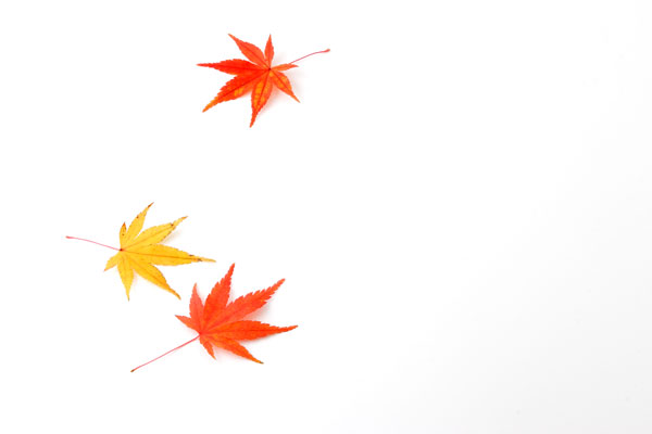 赤と黄色に紅葉したモミジの葉3枚　白バック　画像4　無料写真素材　