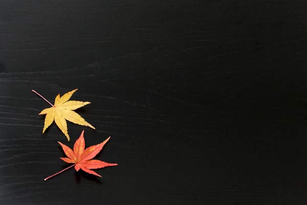 赤 黄色に紅葉したモミジ 黒い盆 画像1 無料写真素材