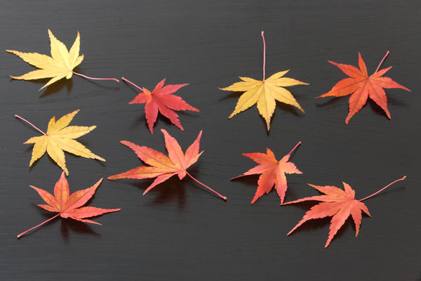 赤 黄色に紅葉したモミジの葉と黒い木目の盆 画像3 フリー写真素材