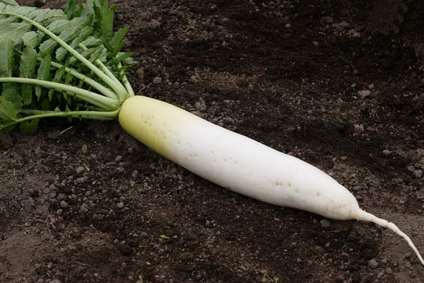 大根 野菜 画像2 フリー写真素材