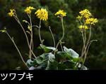 ツワブキの花