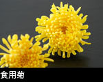 食用菊の花2輪
