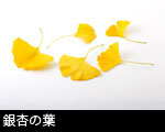 銀杏の葉（ 切り抜き用）