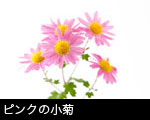 ピンクの小菊