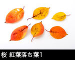 桜 紅葉落ち葉1