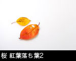 桜 紅葉落ち葉2