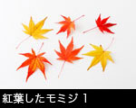 紅葉したモミジ1