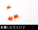紅葉したモミジ2