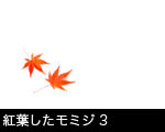 紅葉したモミジ3