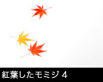紅葉したモミジ4