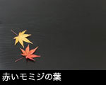 赤いモミジの葉1