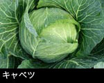 キャベツ