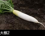 大根一本、土のバック