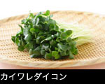 カイワレダイコン