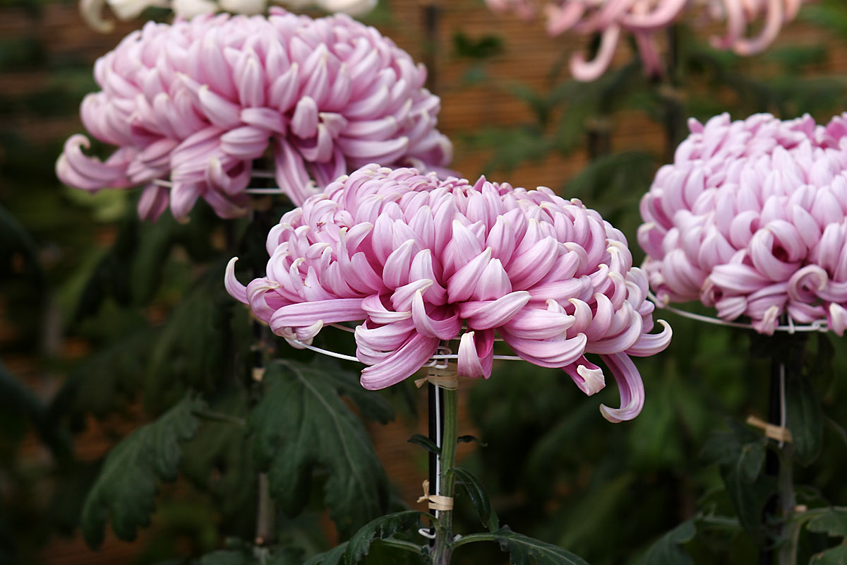 f56l-0074　和菊　赤紫