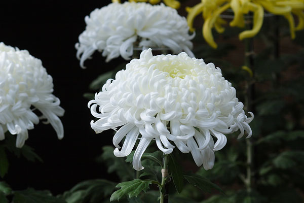 大輪の和菊　白色　画像1　無料写真素材 フリー　